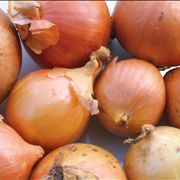 Onions Common