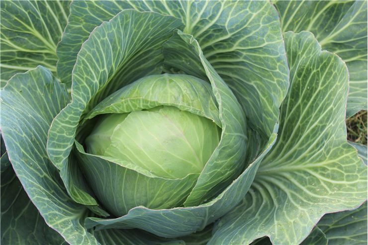 Cabbage Healthy